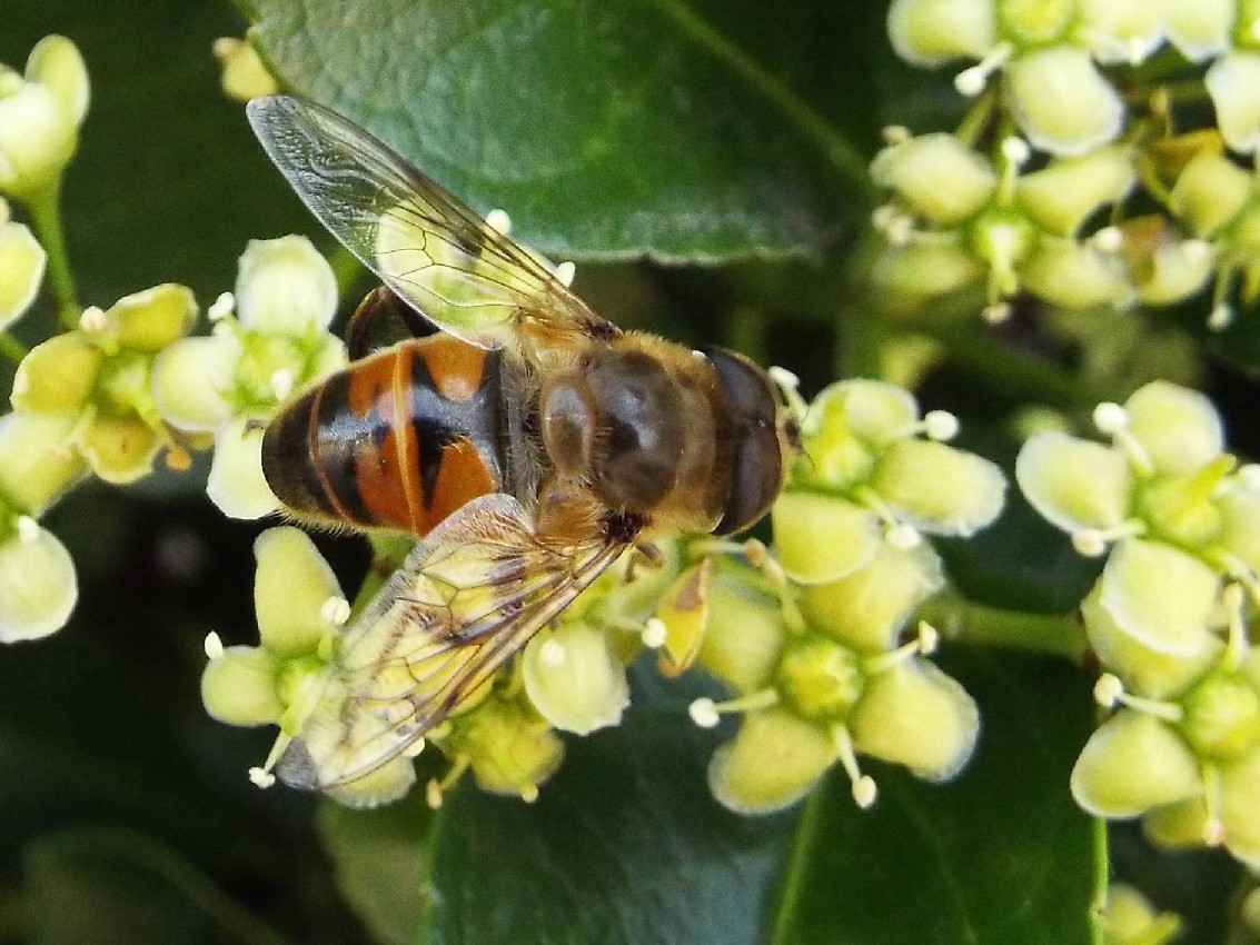 Syrphidae: Eristalis tenax, maschio